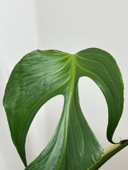 Monstera burle marx flame