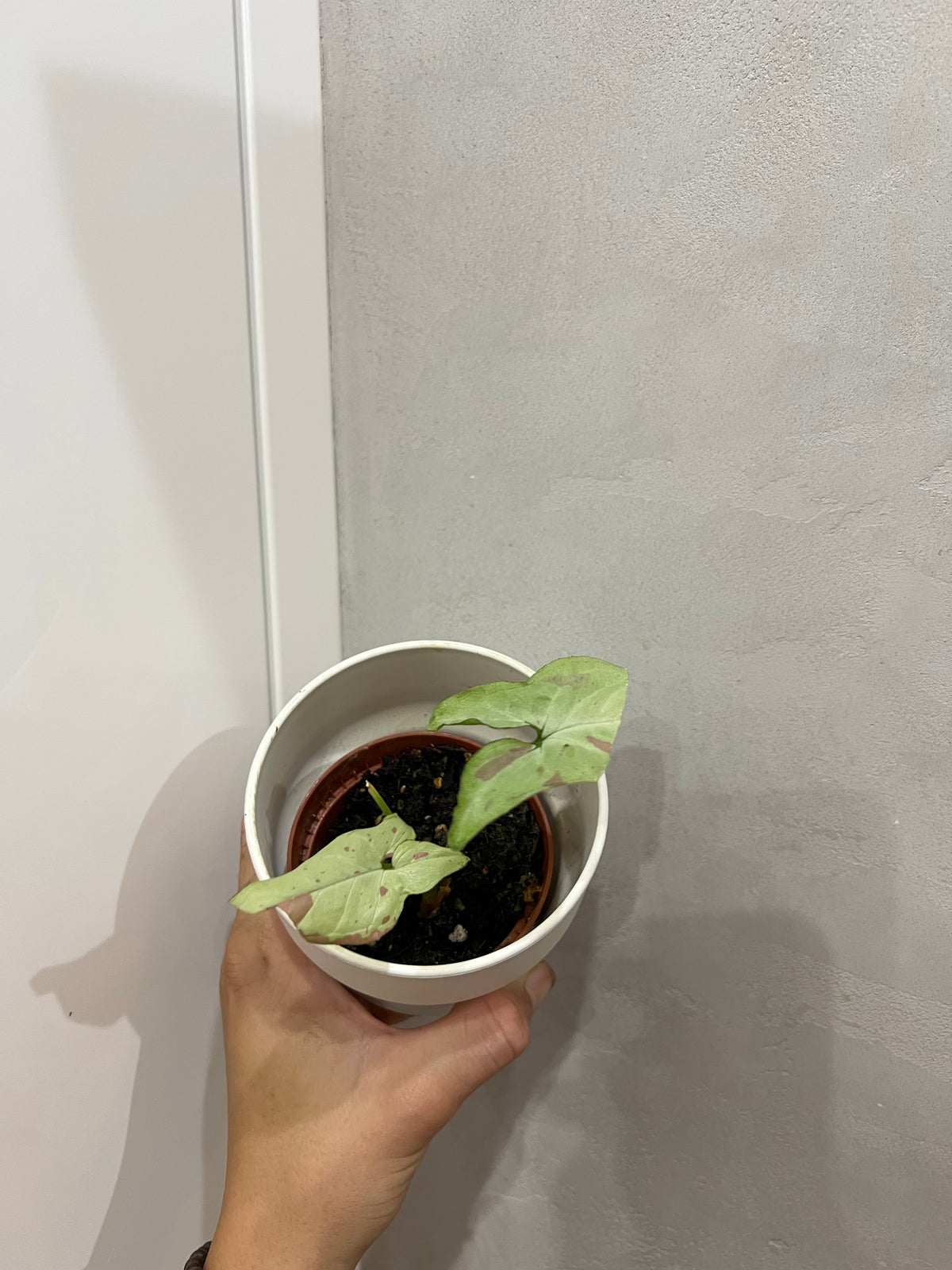Syngonium Strawberry Milk