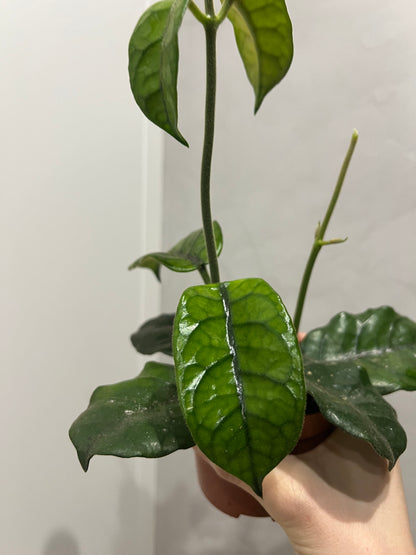 HOYA VILLOSA