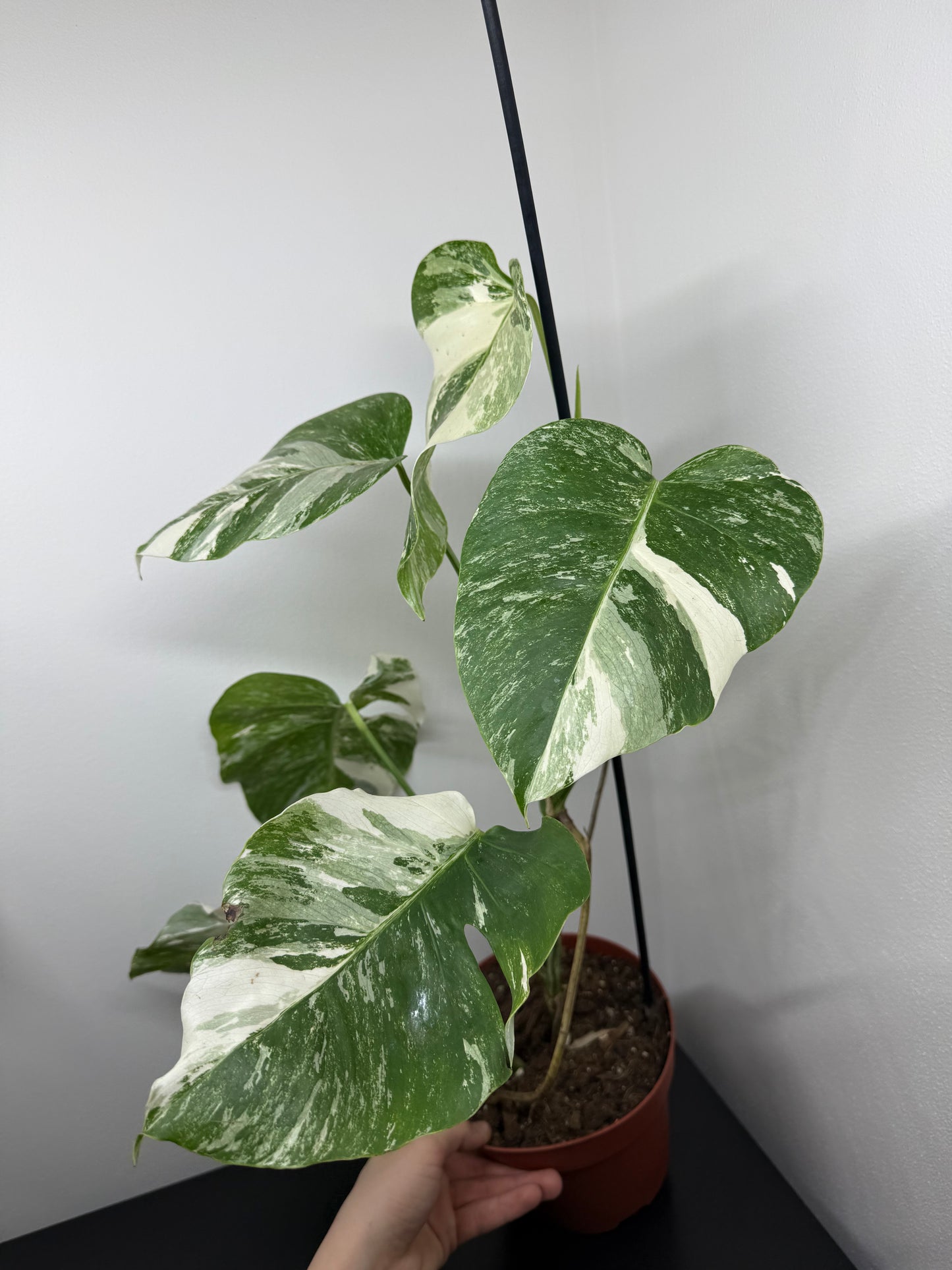 Monstera albo