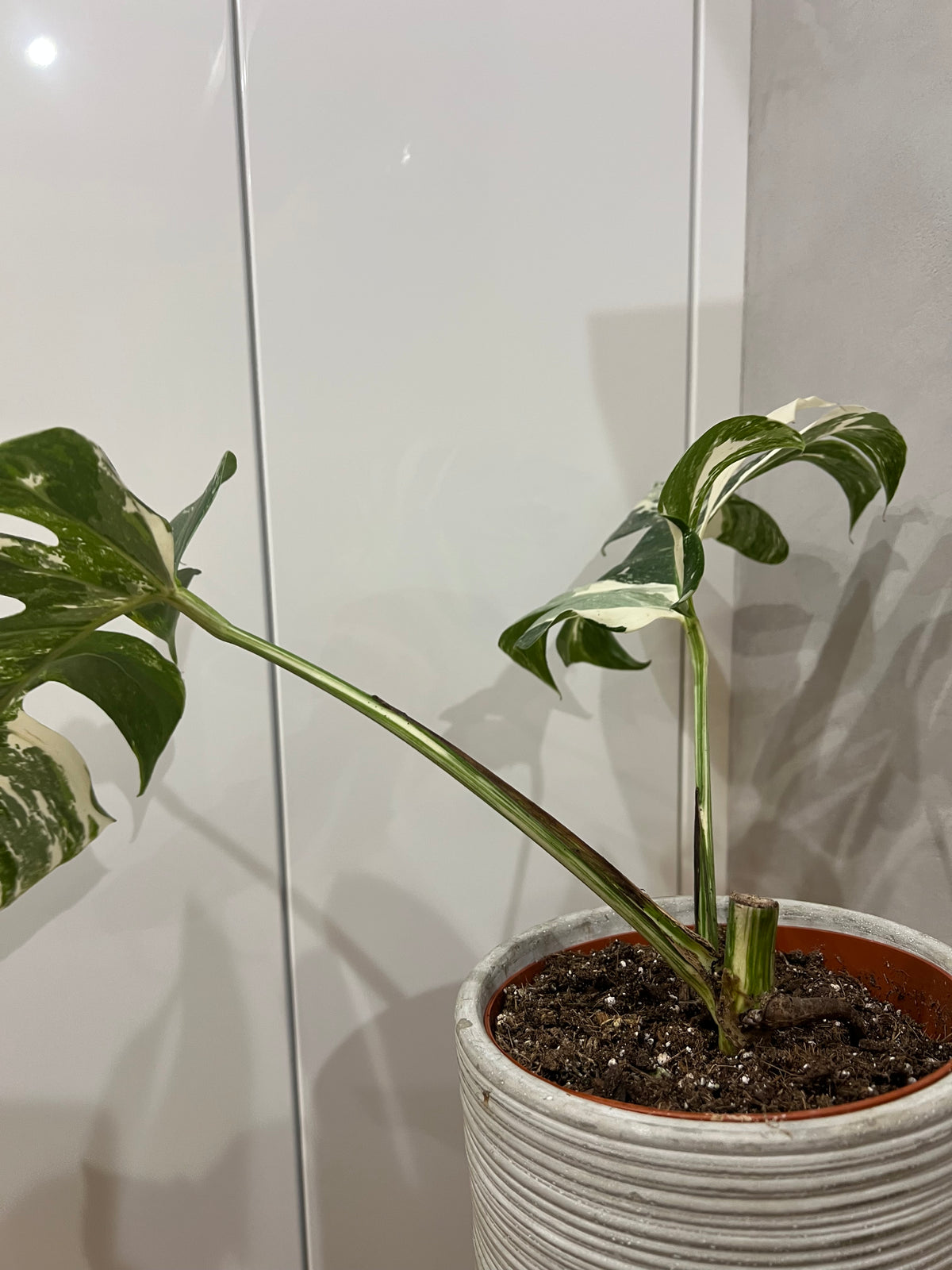 Monstera albo