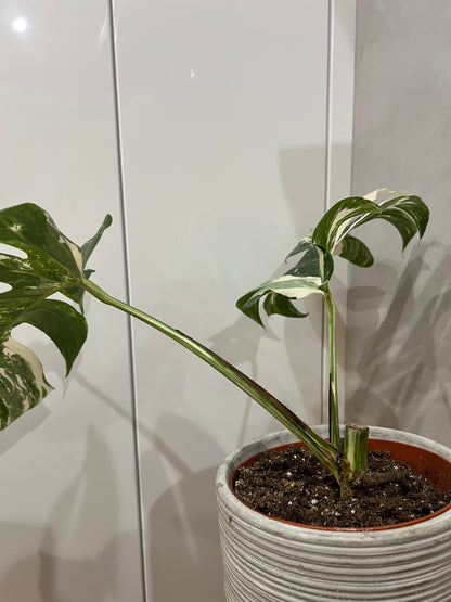 Monstera albo