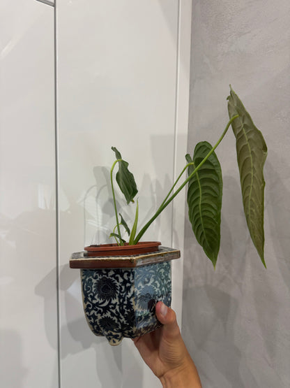 Anthurium veitchii