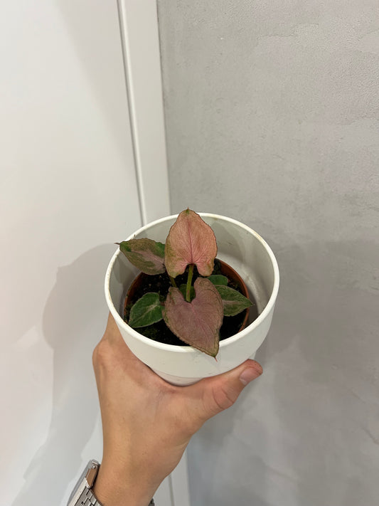 Syngonium Pink Perfection