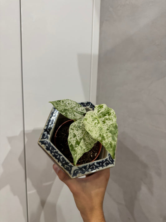 Alocasia macrorrhiza albo