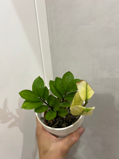 Zamioculcas chameleon variegated