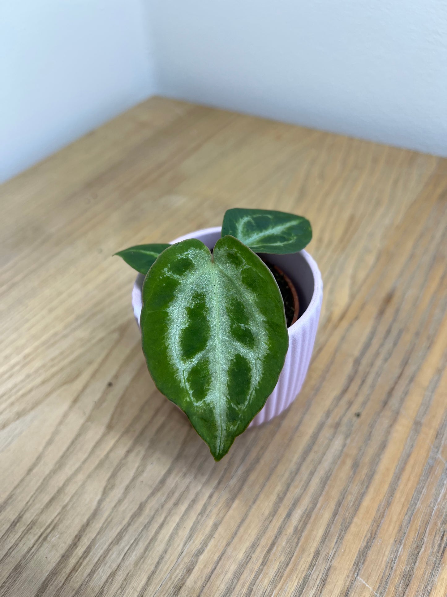 Anthurium silver blush