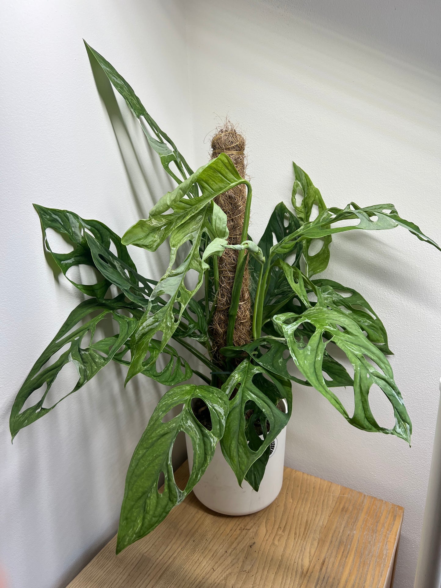 monstera indonesian marble