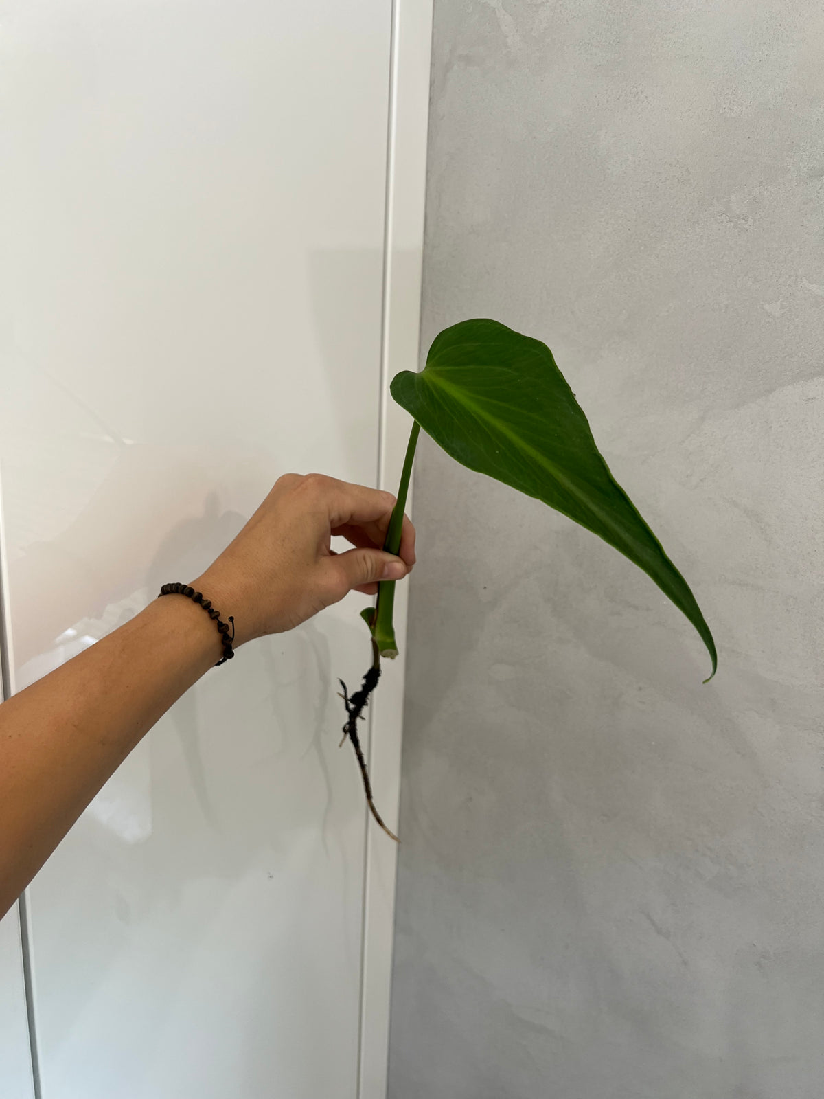 Monstera burle marx flame