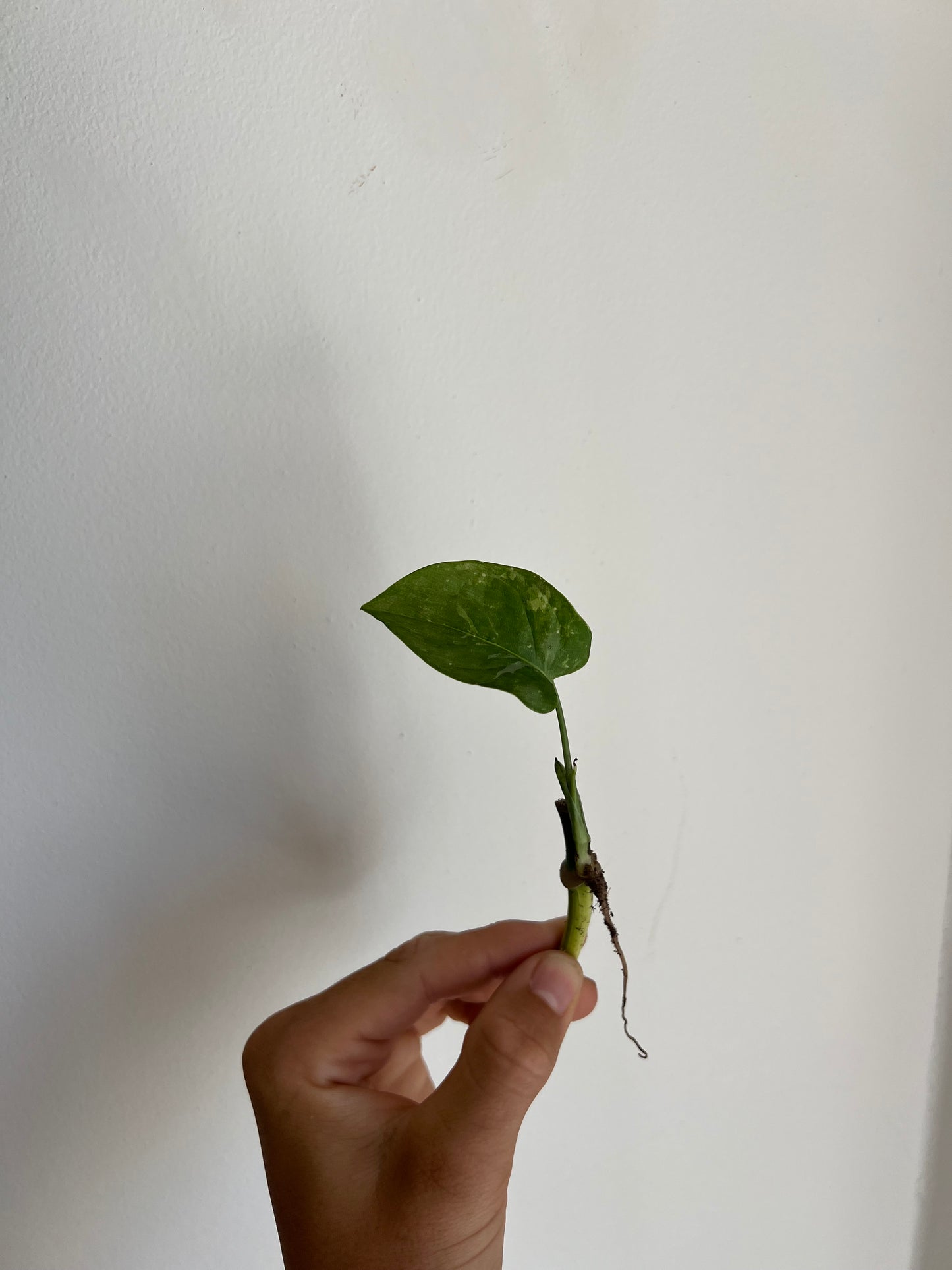 Monstera Obliqua ‘Mayuna’ Variegata