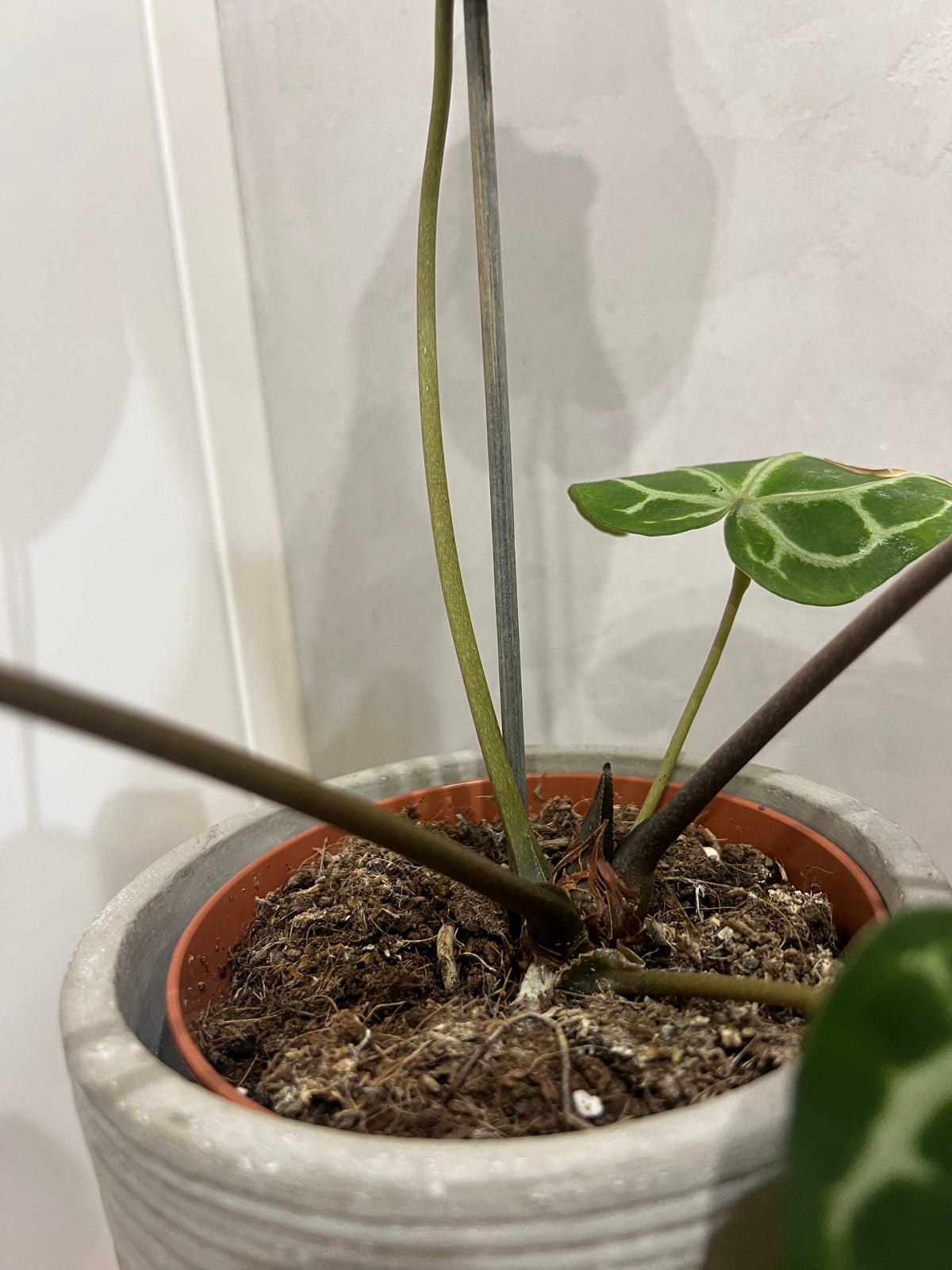 Anthurium michelle