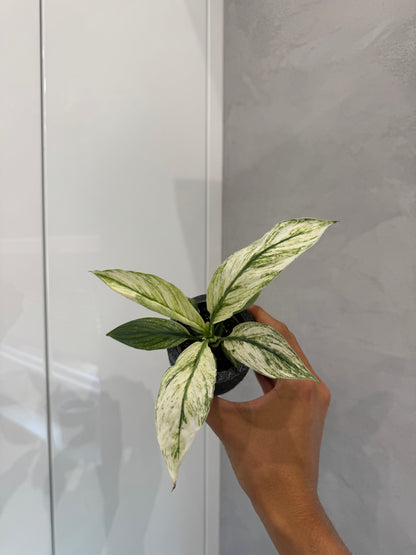 Spathiphyllum sensat