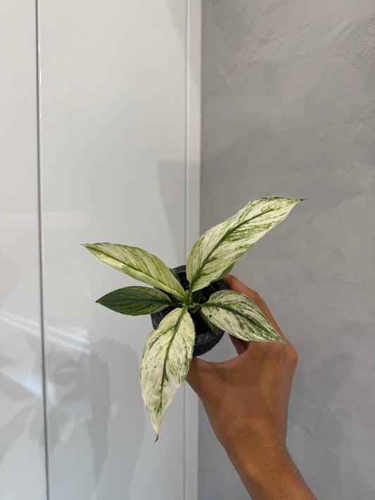 Spathiphyllum sensat