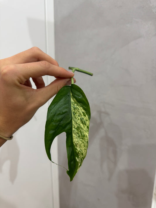 Řízky Epipremnum pinnatum marble var