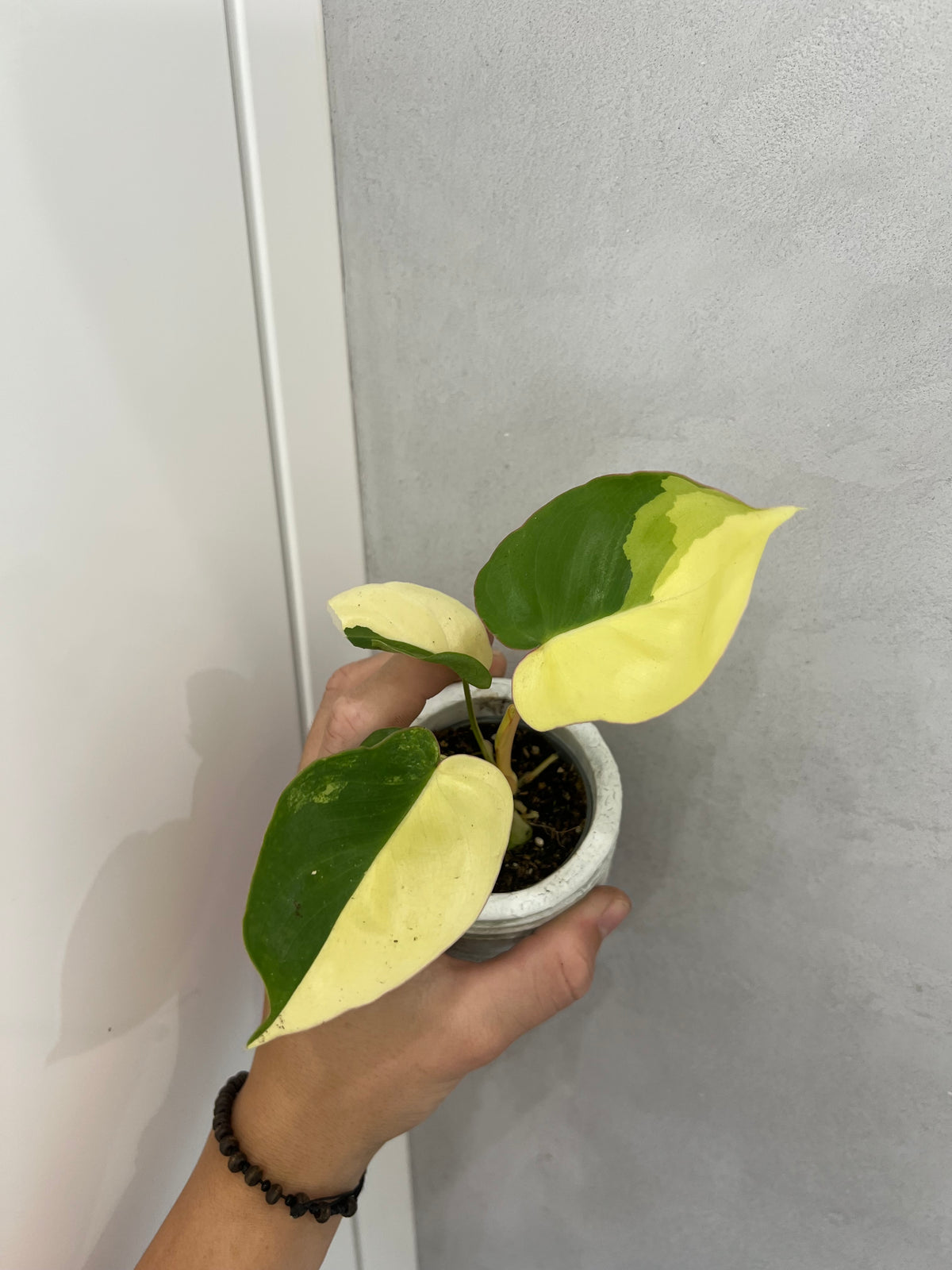 Philodendron burle marx variegated