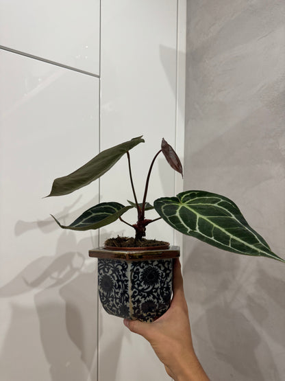 Anthurium crystallinum dark