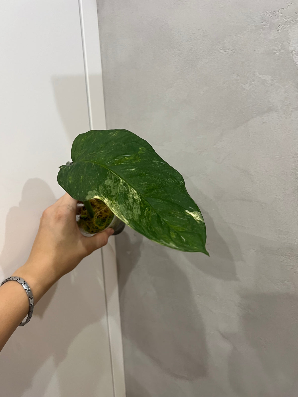Monstera Obliqua Mayuna variegated