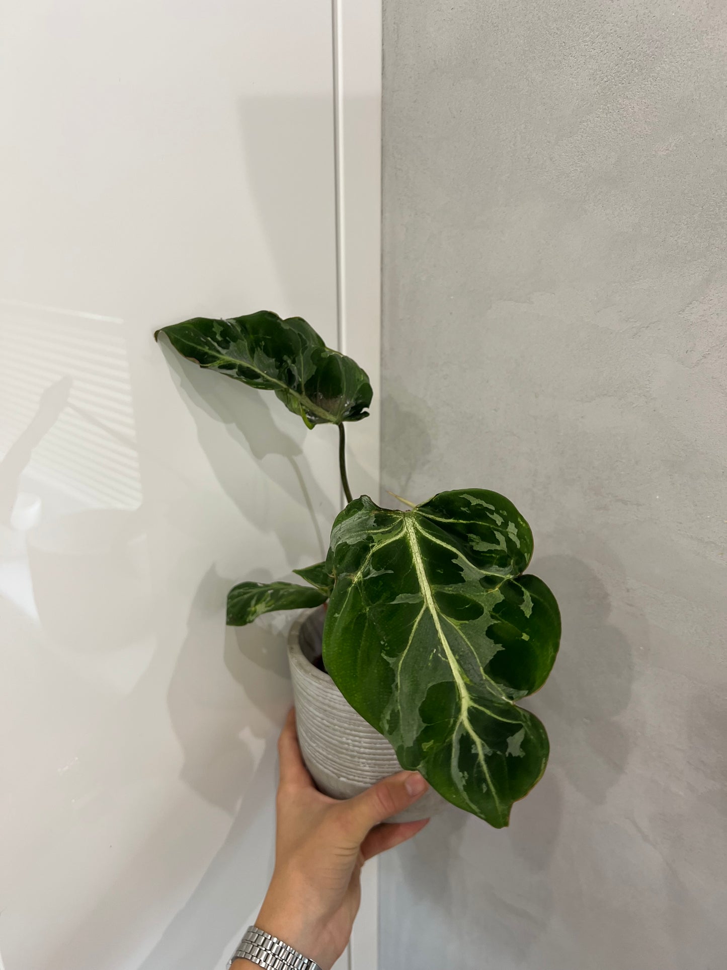 Philodendron gloriosum snow leopard variegated