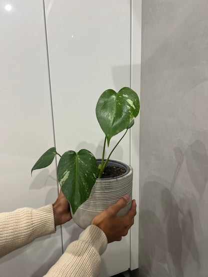 Monstera thai constellation