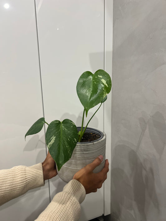 Monstera thai constellation