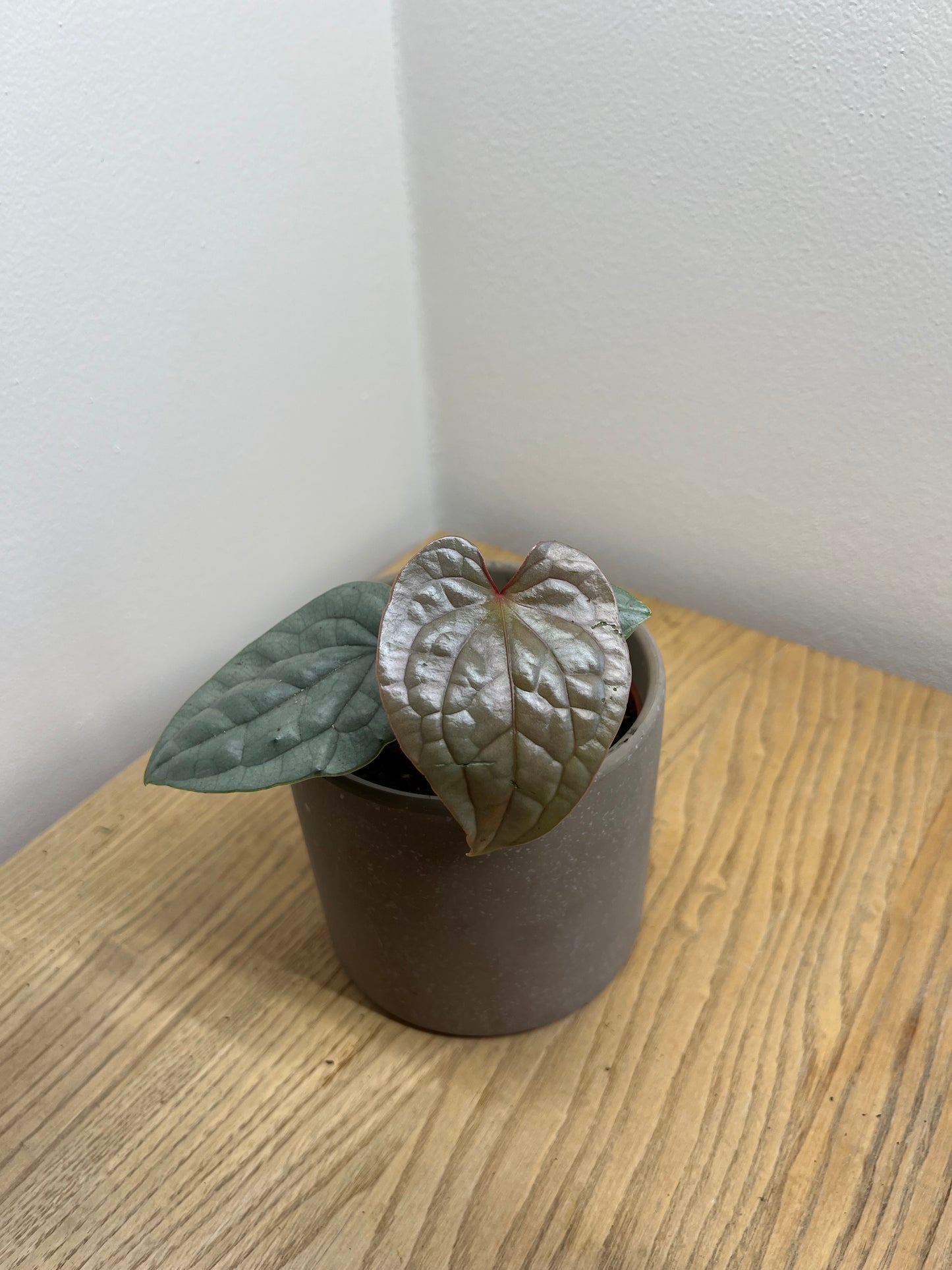 Anthurium Andreanum Luxurians
