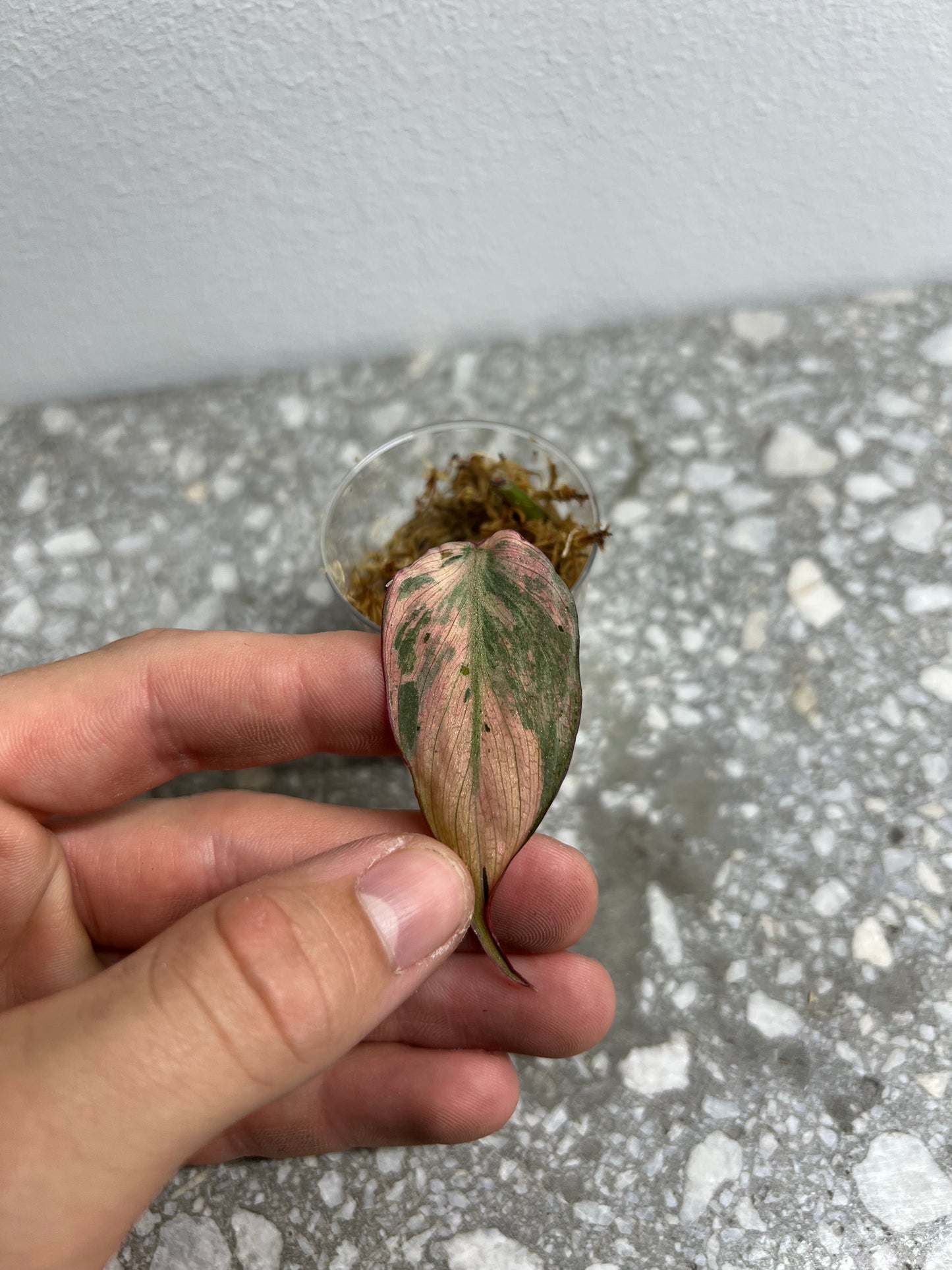 Philodendron micans mint variegated