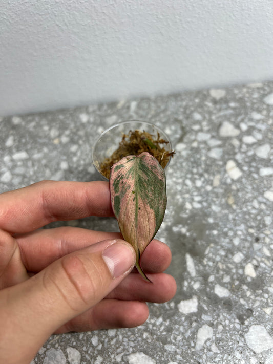 Philodendron micans mint variegated