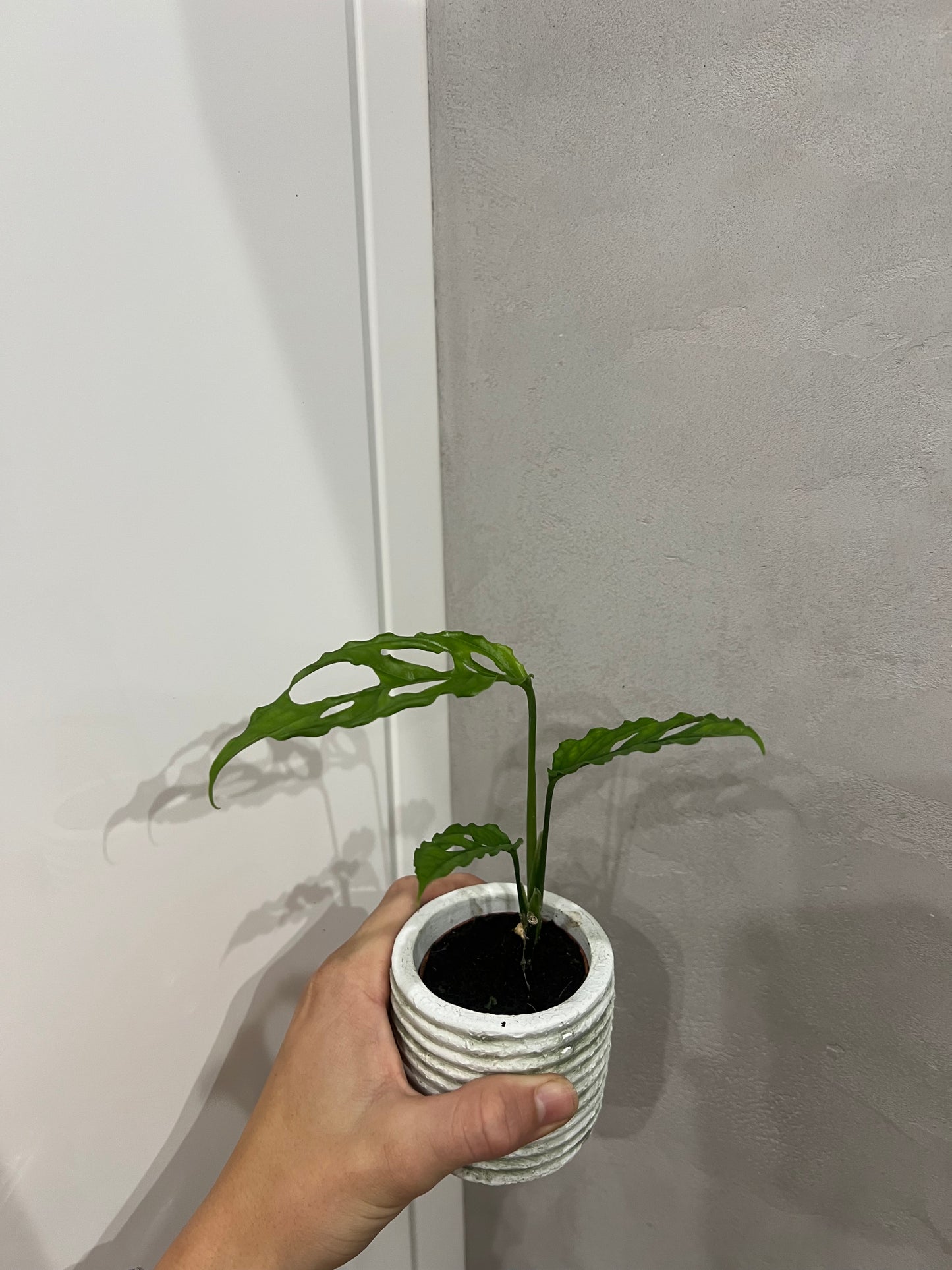 Monster obliqua