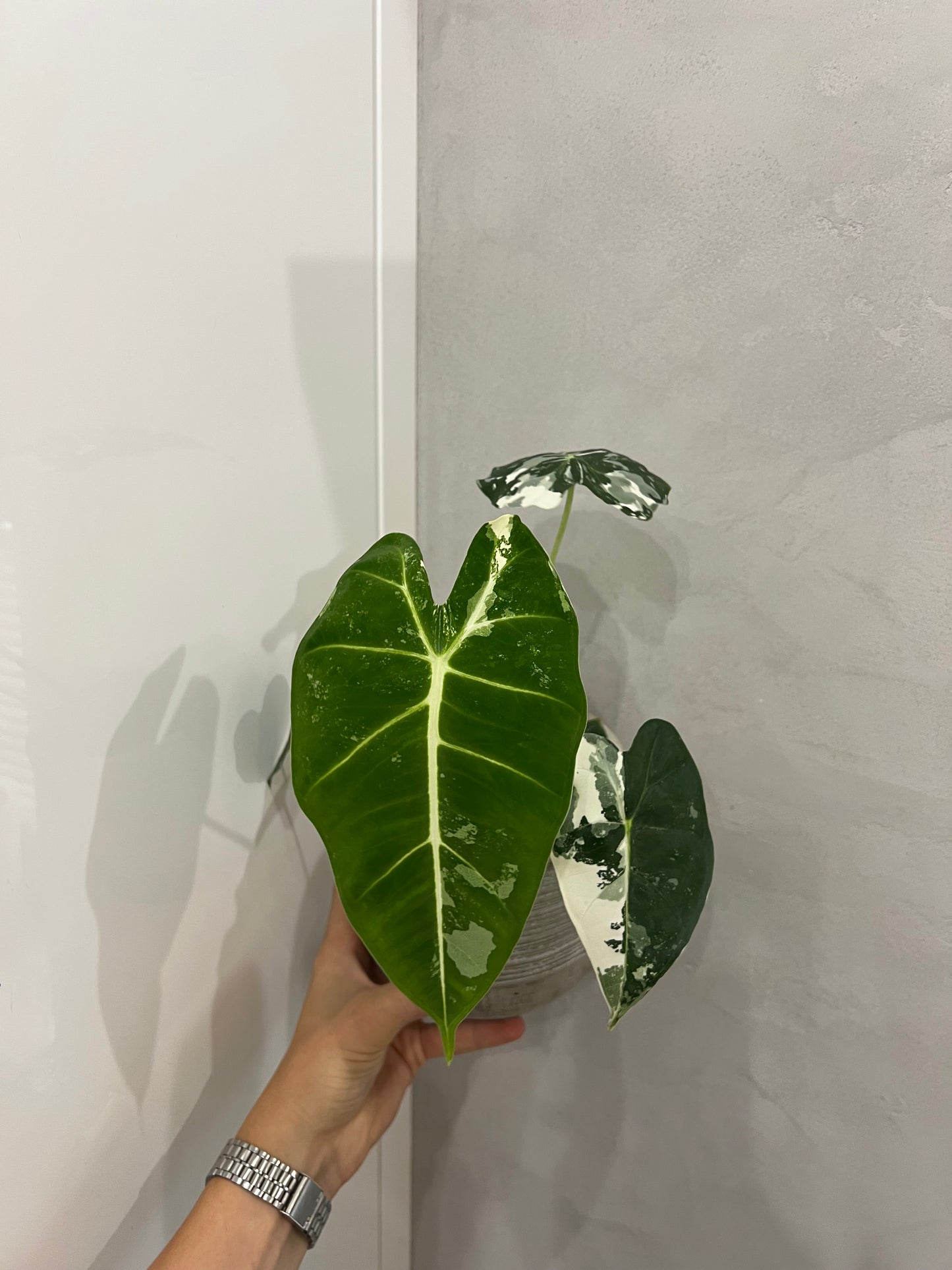 Alocasia frydek variegated