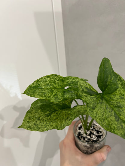 Syngonium mottled mojito