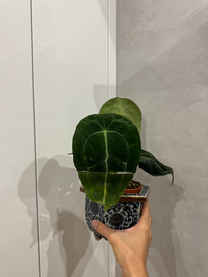 Anthurium forgetii