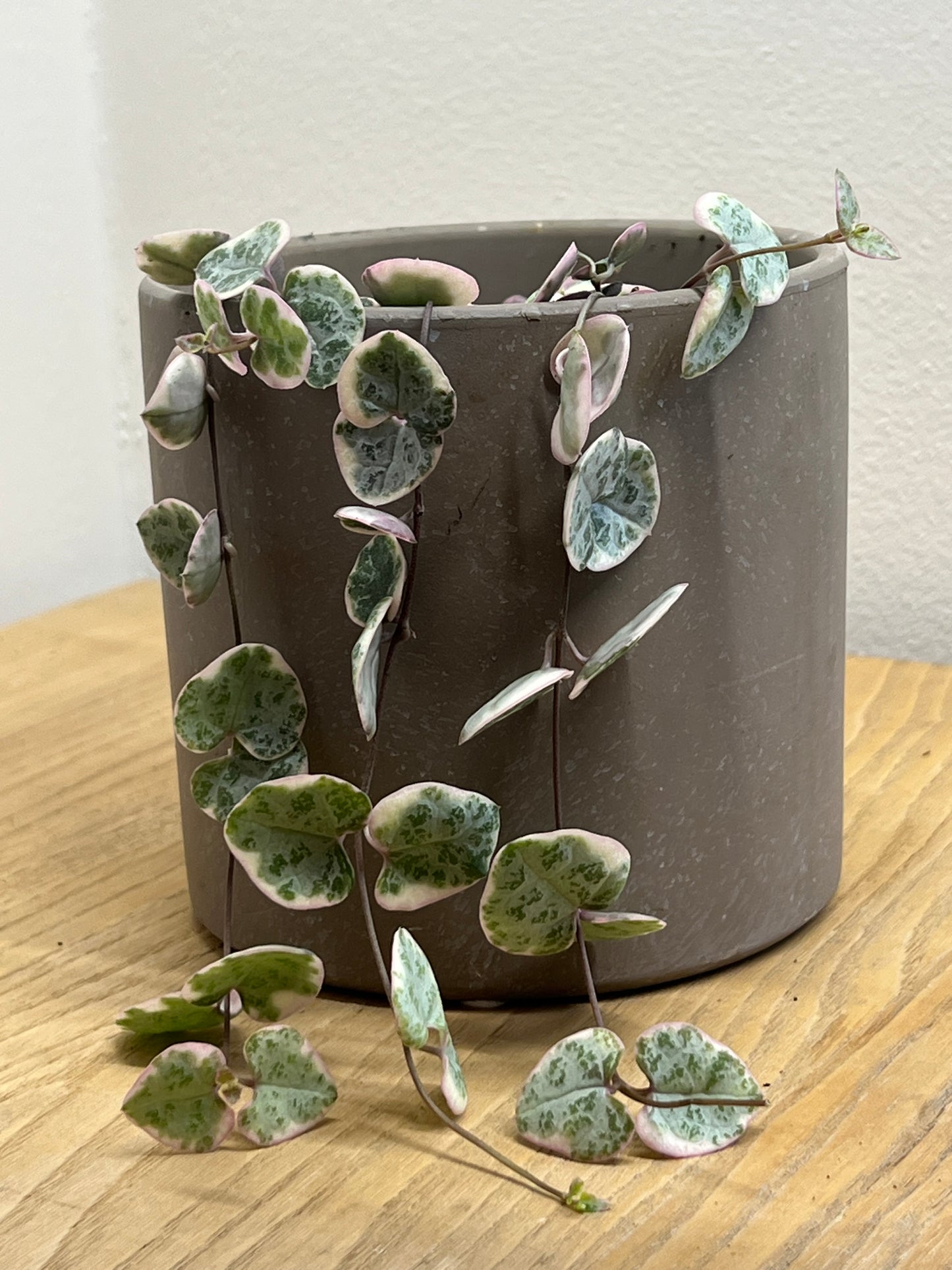 CEROPEGIA WOODII VARIEGATED