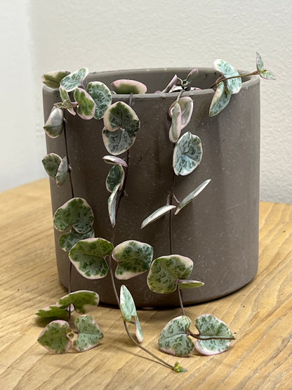 CEROPEGIA WOODII VARIEGATED