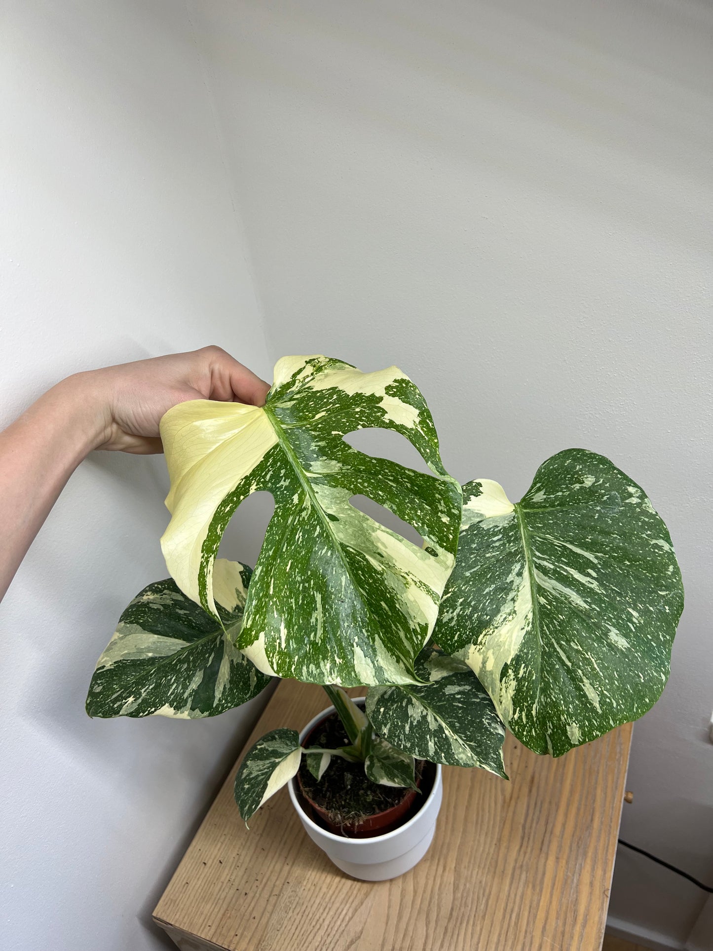 Monstera thai constellation
