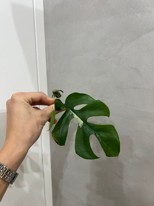 Rhaphidophora Tetrasperma variegated