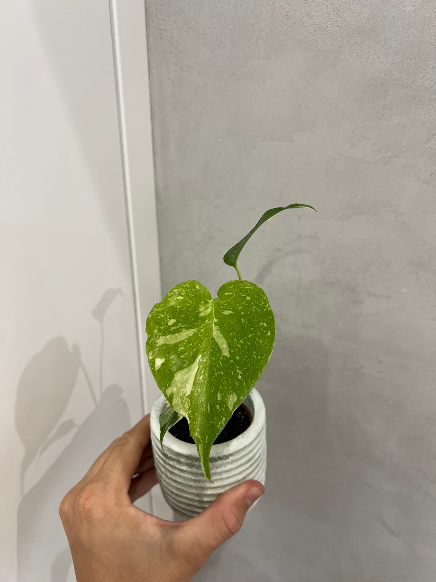 Monstera