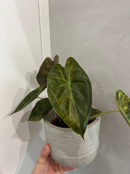 Alocasia wenti aurea variegated