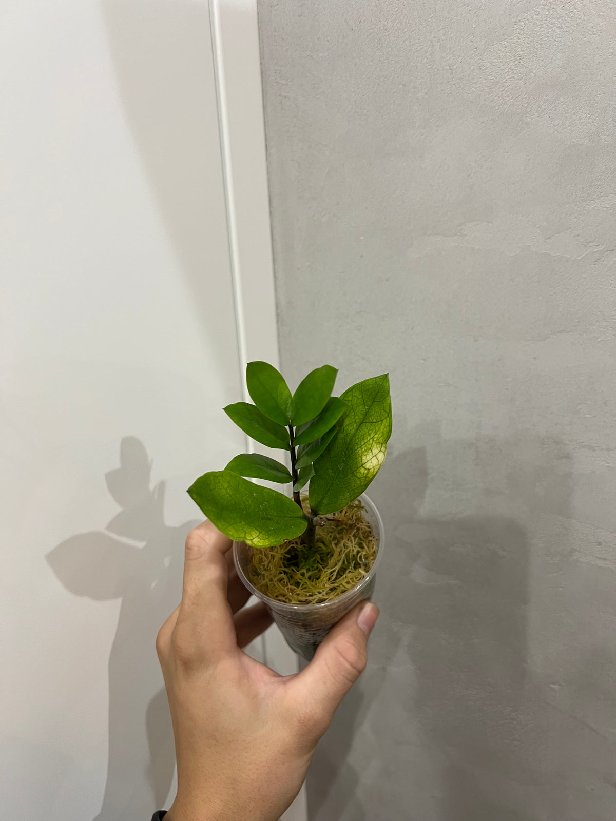 Zamioculcas chameleon