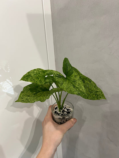 Syngonium mottled mojito