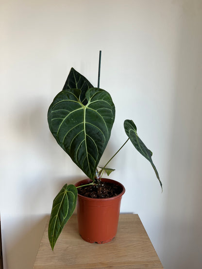Anthurium regal