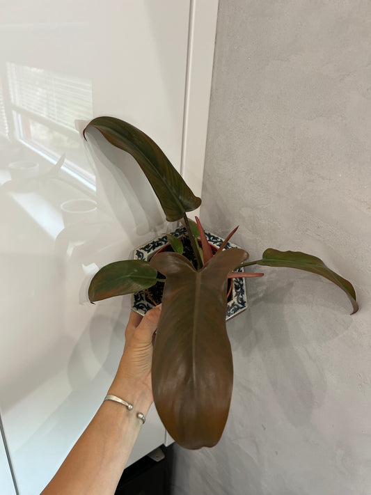 Philodendron Florida bronz