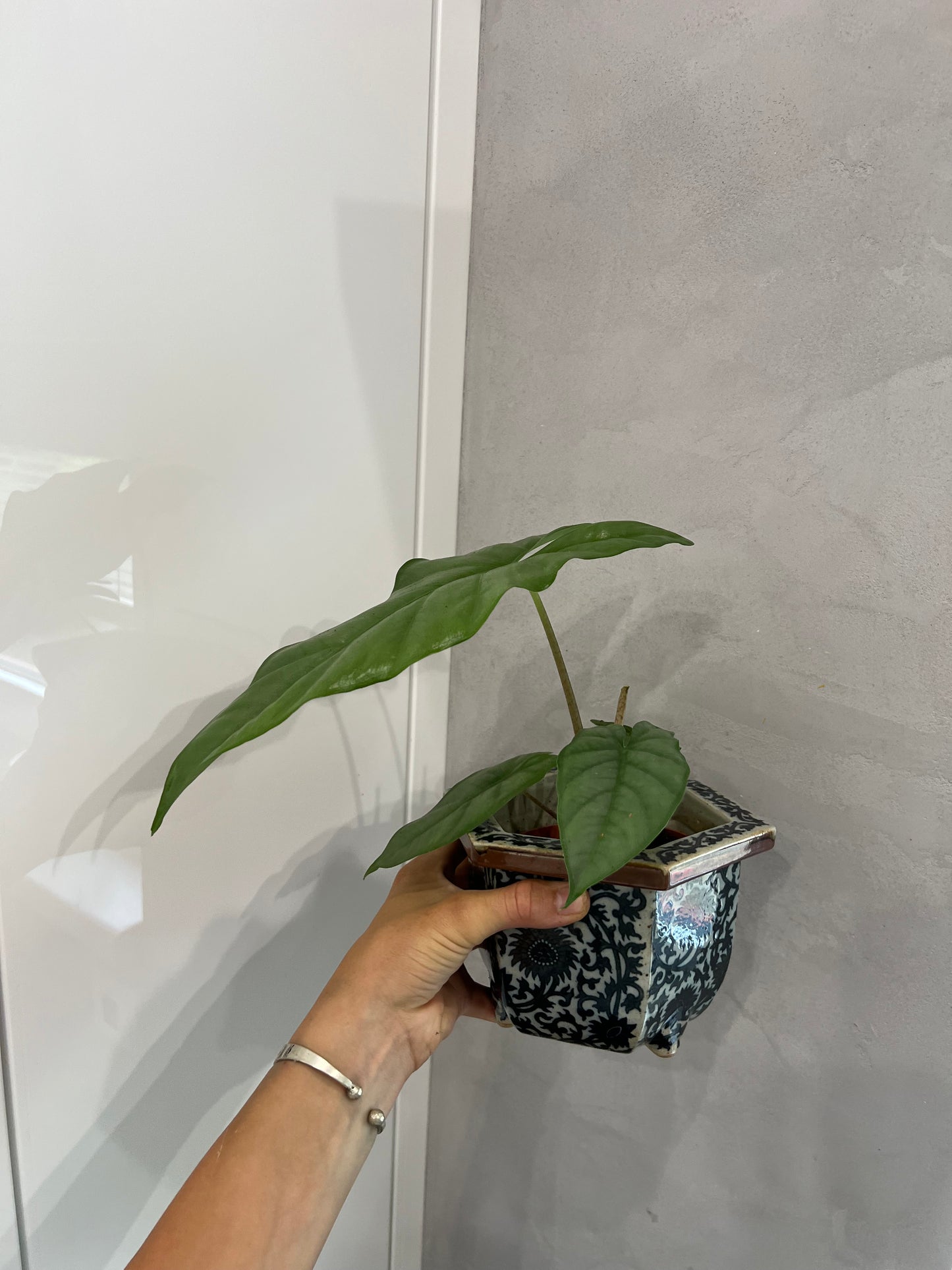 Alocasia corozon