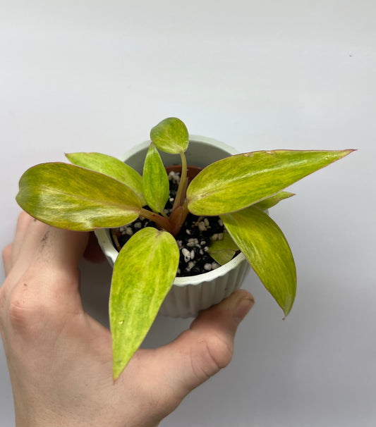 Philodendron orange marmelad