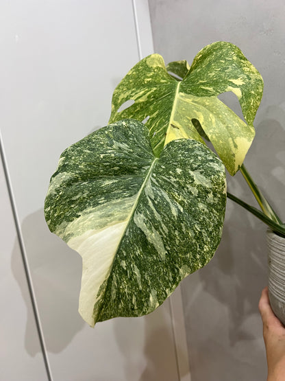 monstera creme brulee