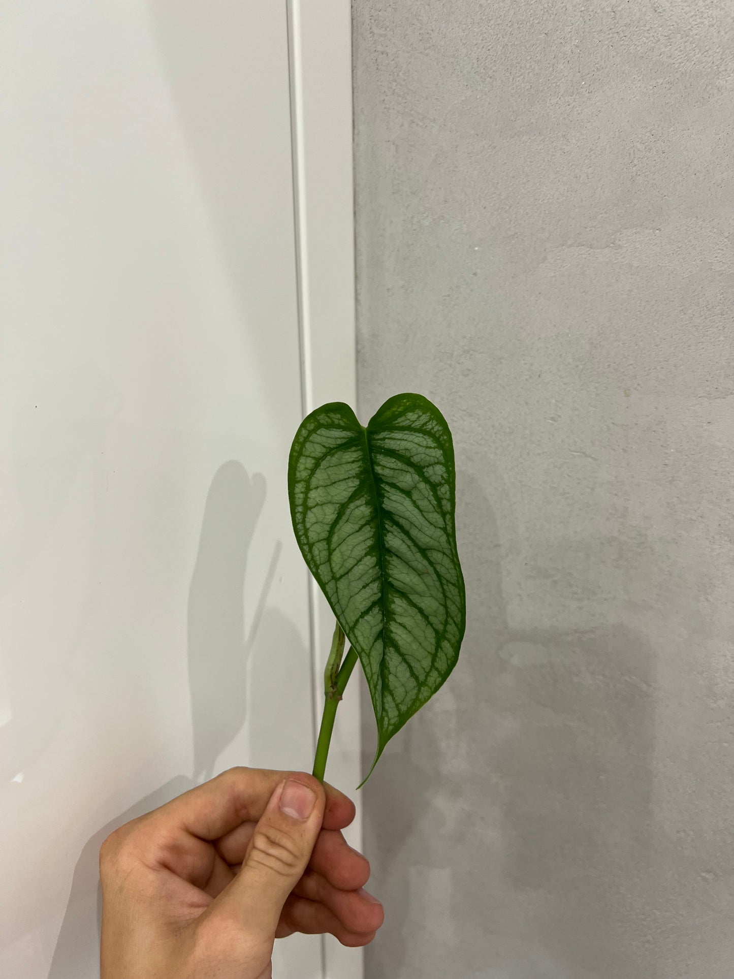 Monstera siltapecana el salvador