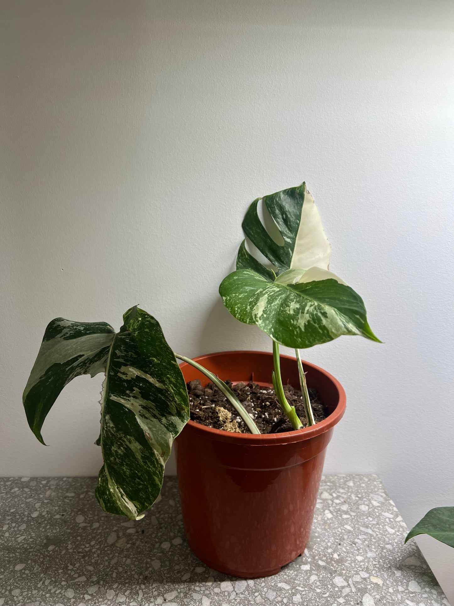 Monstera albo variegated