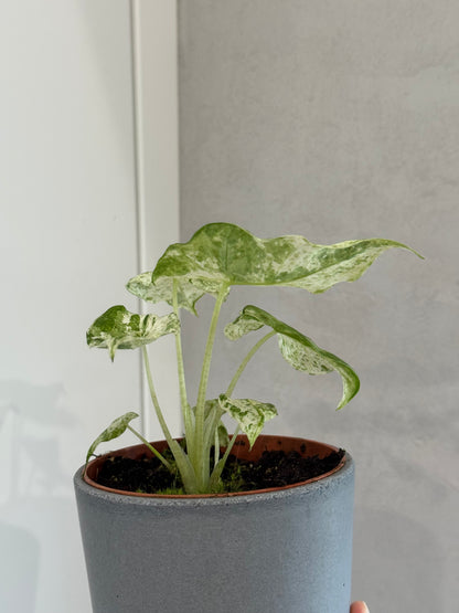 Alocasia macrorrhiza splash