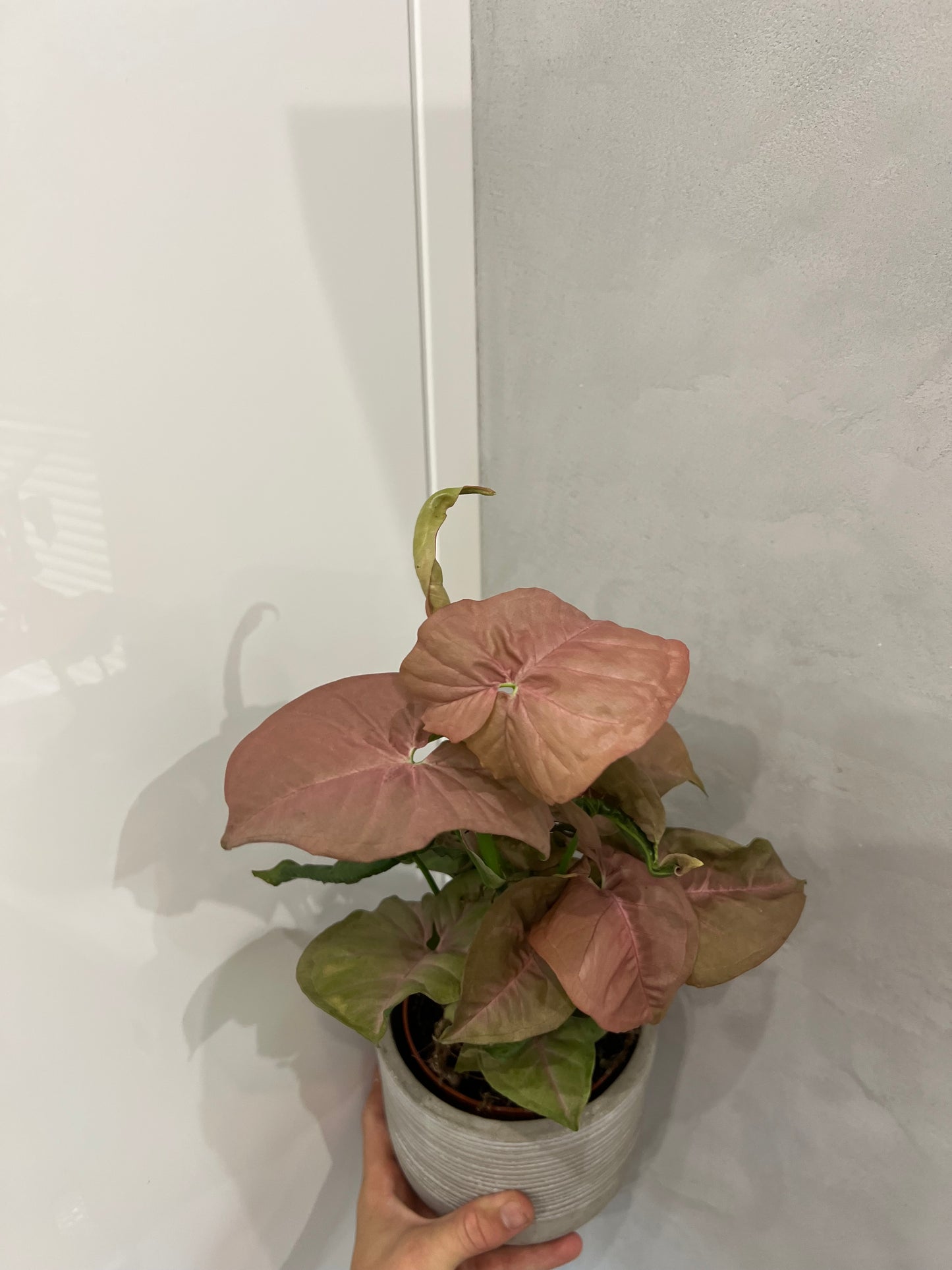 Syngonium robusta neon