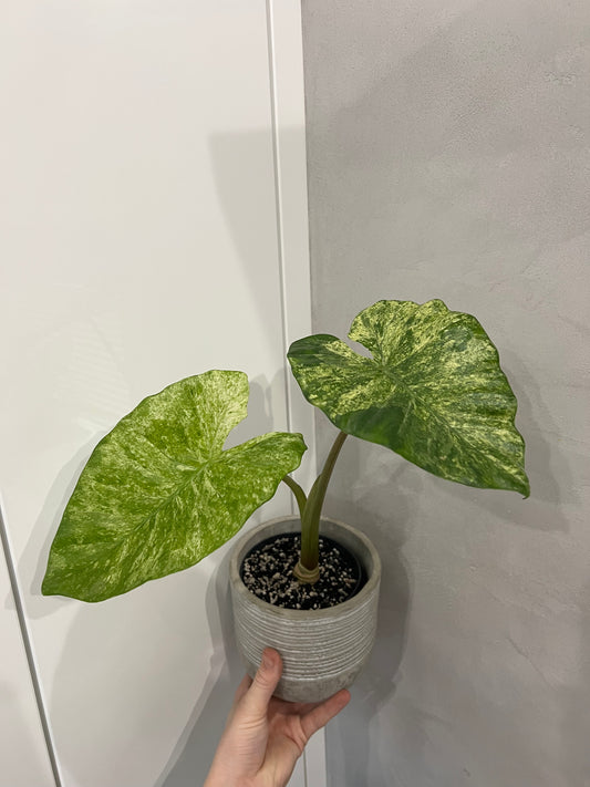 Alocasia macrorrhizor variegated