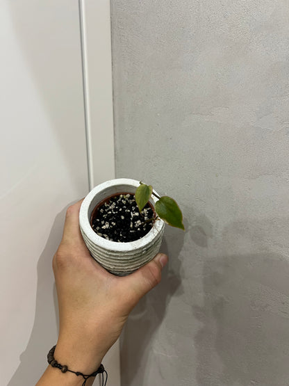 Philodendron micans mint variegated